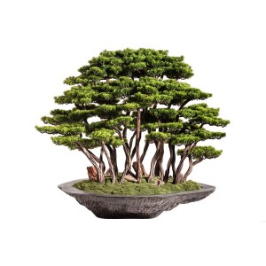 Kursa Bonsai Garden Saksılı Çiçek - 4