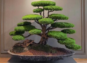 Kursa Thuja-1 - TepeHome (1)