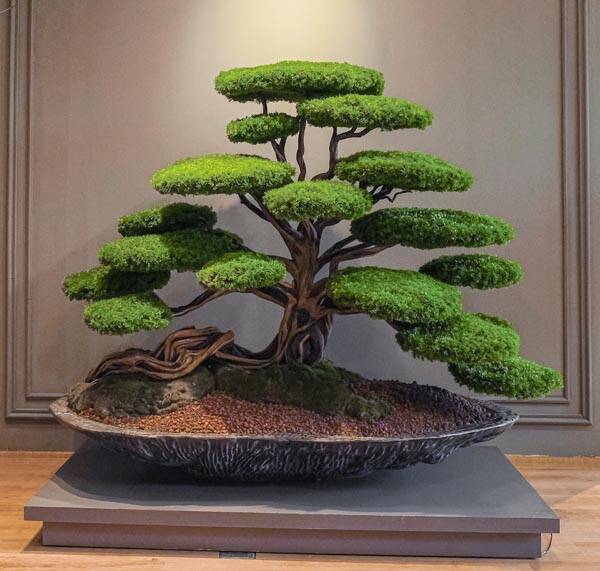 Kursa Thuja-1 - 3