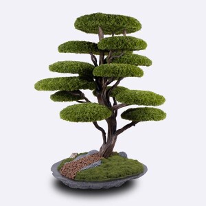 Kursa Thuja-2 Saksılı Çiçek - TepeHome