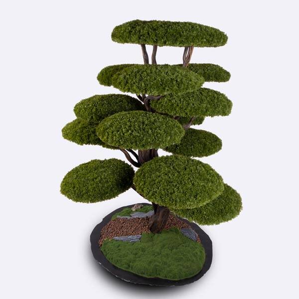 Kursa Thuja-2 - 3