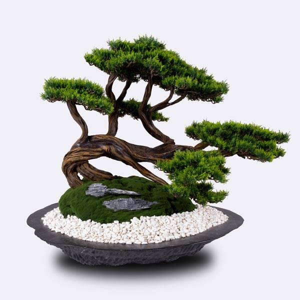 Kursa Thuja-3 - 1
