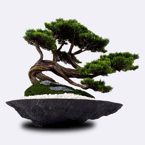 Kursa Thuja-3 - 2