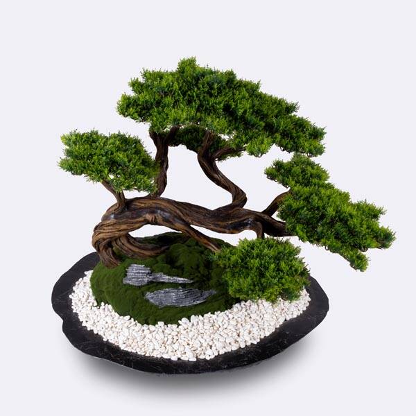 Kursa Thuja-3 - 3