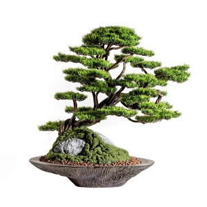 Kursa Thuja-4 Saksılı Çiçek - TepeHome