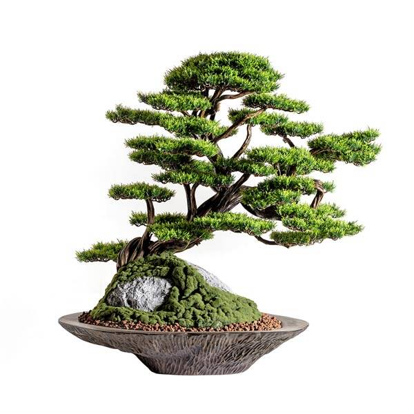 Kursa Thuja-4 Saksılı Çiçek - 1