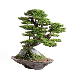 Kursa Thuja-4 Saksılı Çiçek - 2