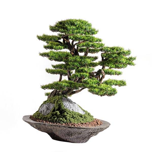Kursa Thuja-4 - 2