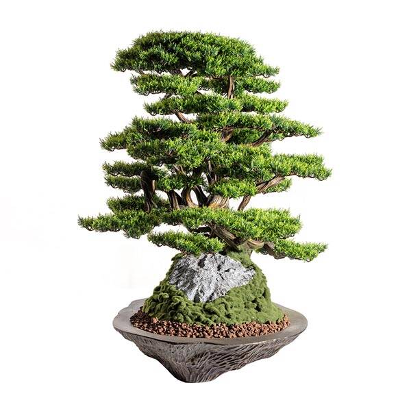 Kursa Thuja-4 Saksılı Çiçek - 3