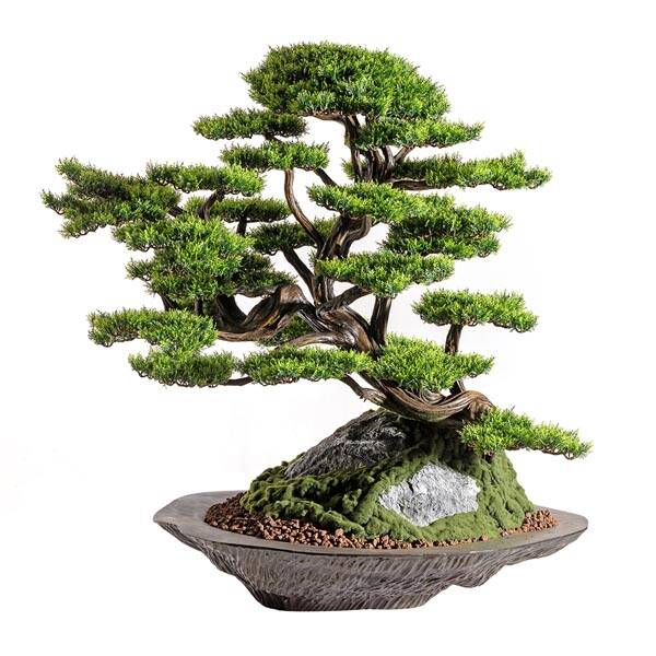 Kursa Thuja-4 - 4