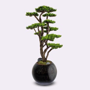 Mira Bonsai-1 - 3