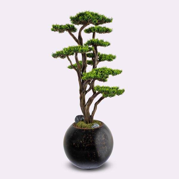 Mira Bonsai-1 Saksılı Çiçek - 3