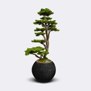 Mira Bonsai-3 Saksılı Çiçek - TepeHome