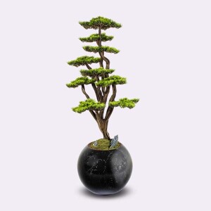 Mira Bonsai-4 Saksılı Çiçek - TepeHome