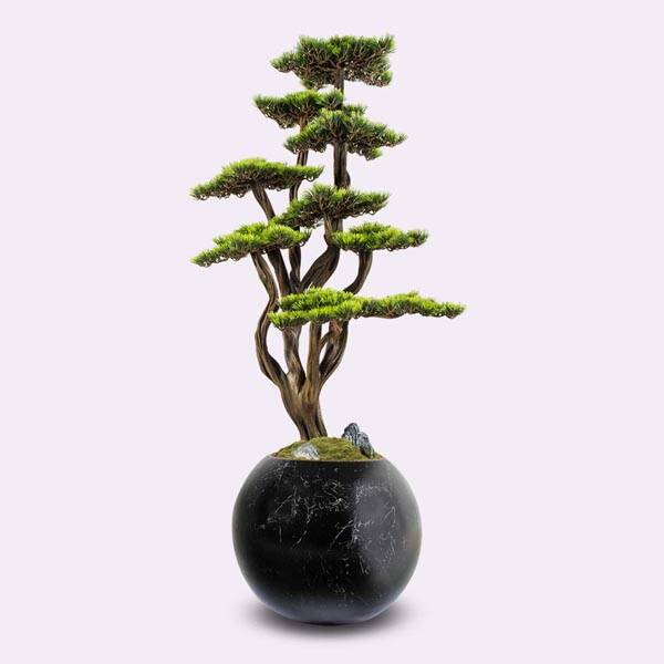 Mira Bonsai-4 - 3