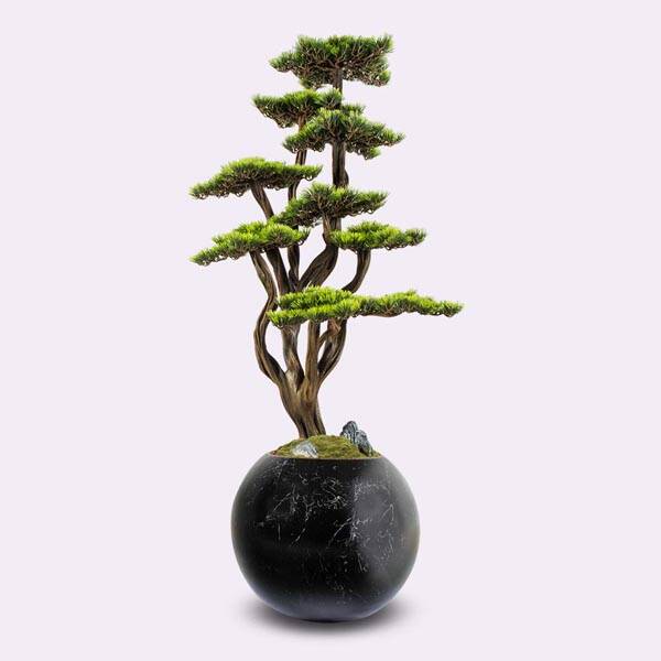 Mira Bonsai-4 Saksılı Çiçek - 3