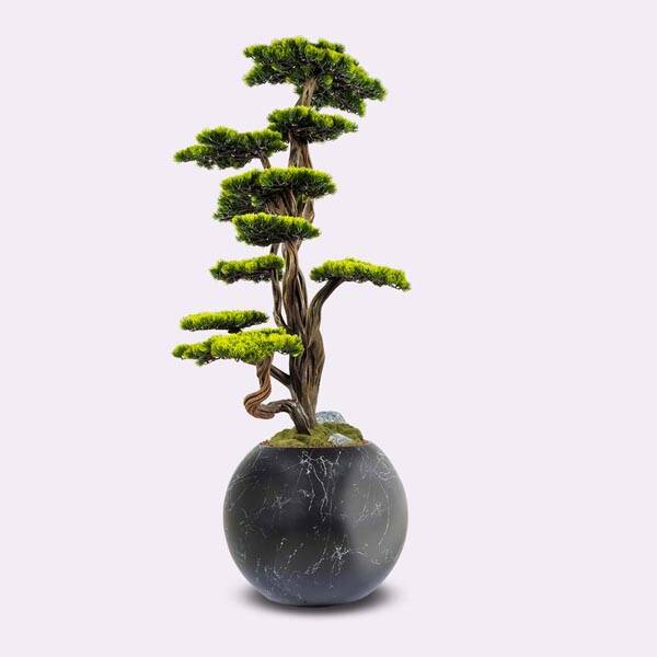 Mira Bonsai-6 Saksılı Çiçek - 2