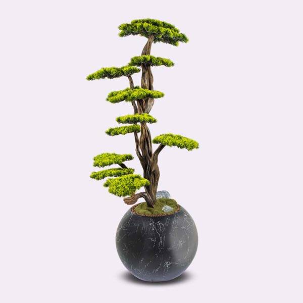 Mira Bonsai-6 Saksılı Çiçek - 3