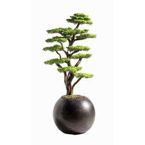 Mira Bonsai-7 Saksılı Çiçek - TepeHome