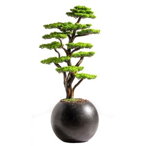 Mira Bonsai-7 Saksılı Çiçek - 2