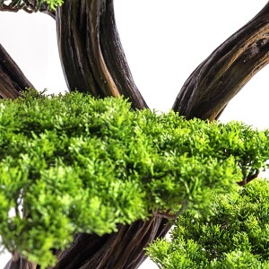 Mira Bonsai-7 - 4