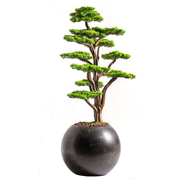 Mira Bonsai-7 Saksılı Çiçek - 5