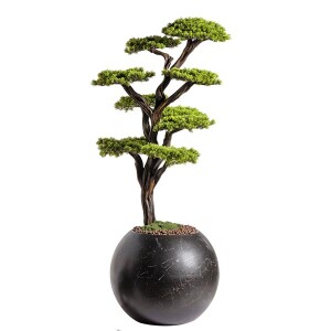 Mira Bonsai-8 Saksılı Çiçek - 5