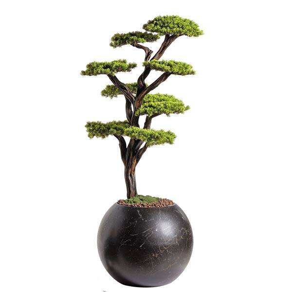 Mira Bonsai-8 - 5