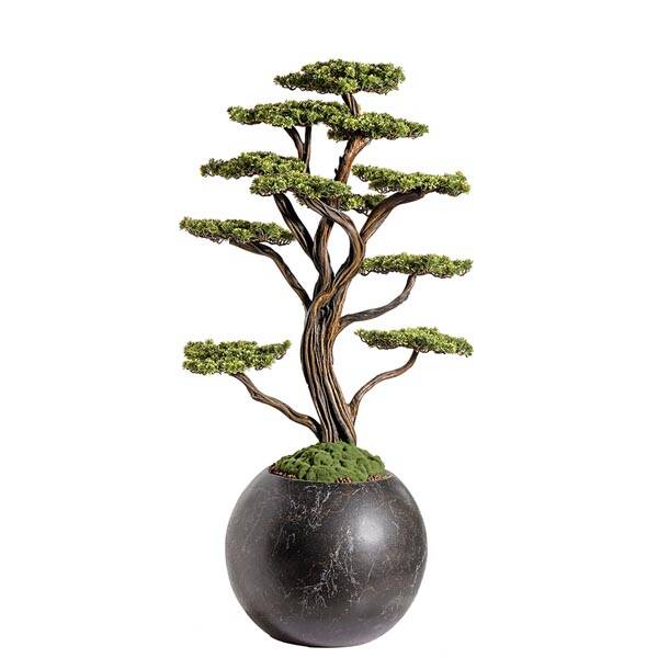 Mira Bonsai-9 - 1