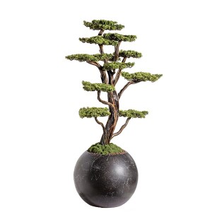 Mira Bonsai-9 Saksılı Çiçek - 3