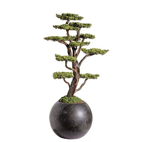 Mira Bonsai-9 - 3