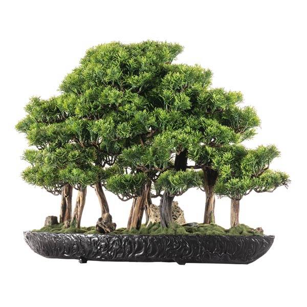 Navis Bonsai Garden Saksılı Çiçek - 5