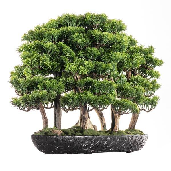 Navis Bonsai Garden Saksılı Çiçek - 1