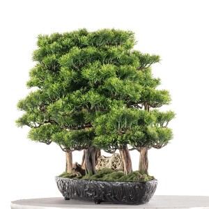 Navis Bonsai Garden - 8