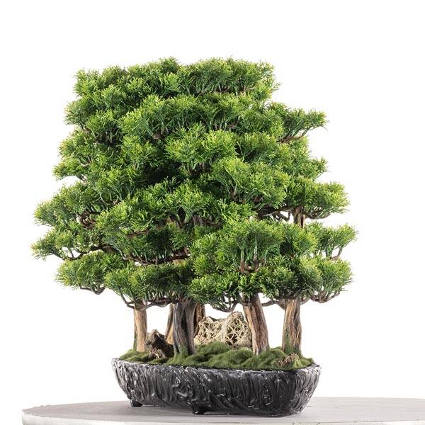 Navis Bonsai Garden Saksılı Çiçek - 8