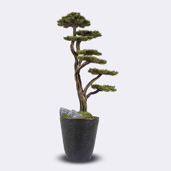 Orion Bonsai-1 Saksılı Çiçek - 1