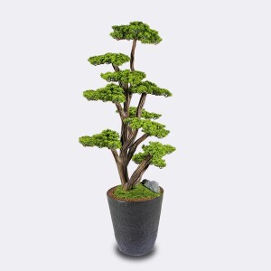 Orion Bonsai-2 Saksılı Çiçek - TepeHome