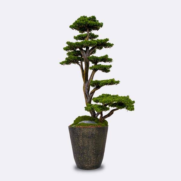Orion Bonsai-3 - 1