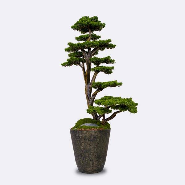 Orion Bonsai-3 Saksılı Çiçek - 1