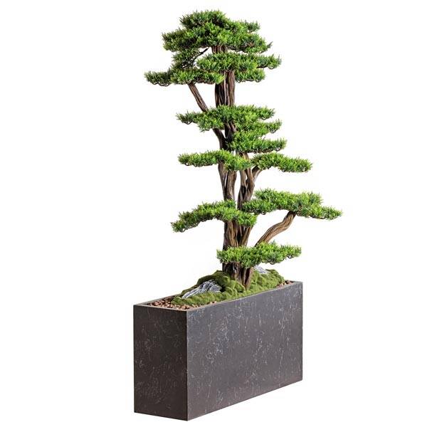 Polaris Thuja - 1