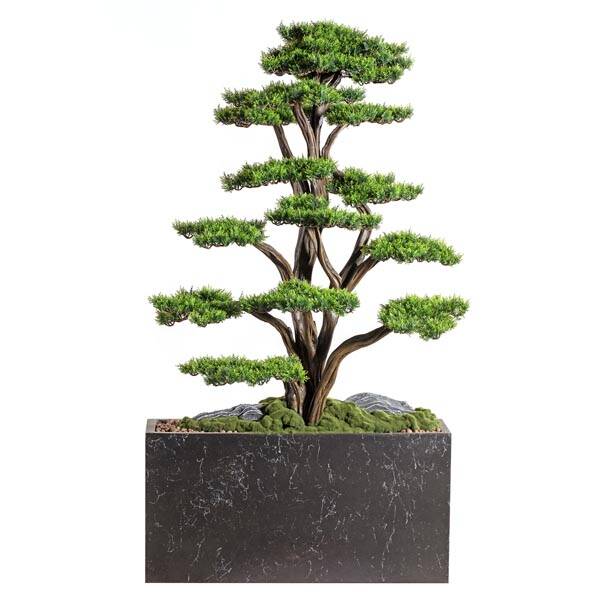 Polaris Thuja - 2