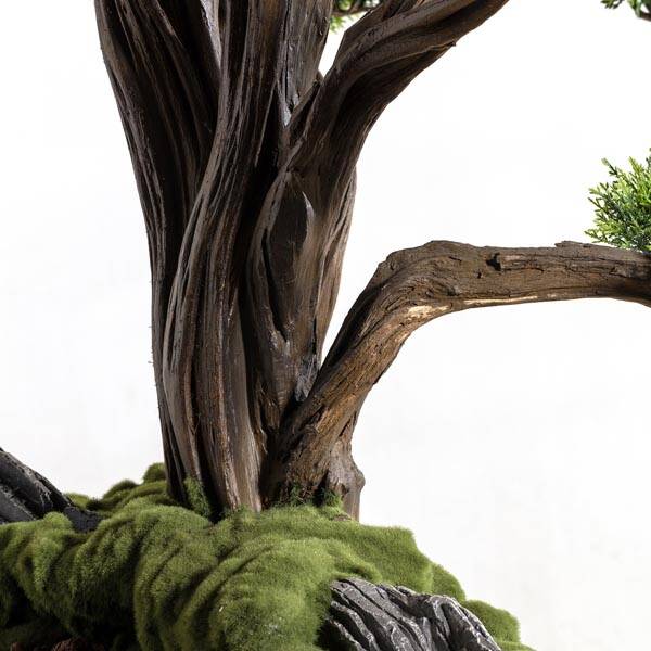 Polaris Thuja - 4