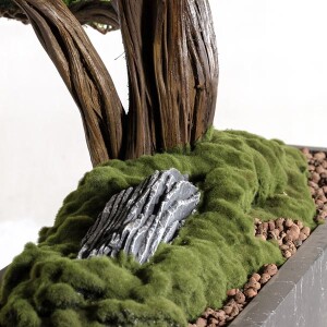 Polaris Thuja - 5