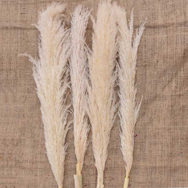 Şoklanmış Dolgun 4 Adet Pamuklu Pampas - 2