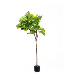 Yapay Ficus Umbellata Ağacı Yeşil 150 cm - TepeHome
